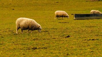 Herde von wollig Schaf auf ein Landschaft Bauernhof foto