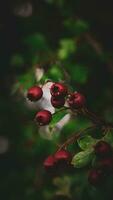 Makro Nahansicht von reif Weißdorn Beeren im Herbst foto