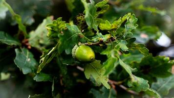 detailliert Makro Schuss von europäisch Eiche Blatt und Eichel foto