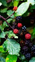 reif Brombeeren auf ein Brombeere Busch foto