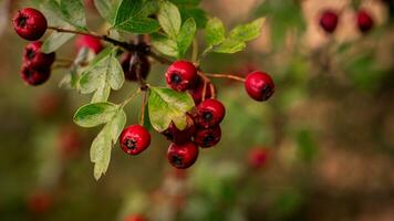 Makro Nahansicht von reif Weißdorn Beeren im Herbst foto