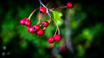 Makro Nahansicht von reif Weißdorn Beeren im Herbst foto