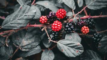 reif Brombeeren auf ein Brombeere Busch foto