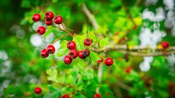 Makro Nahansicht von reif Weißdorn Beeren im Herbst foto