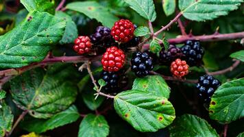 reif Brombeeren auf ein Brombeere Busch foto