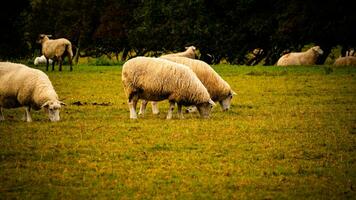 Herde von wollig Schaf auf ein Landschaft Bauernhof foto