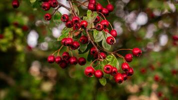 Makro Nahansicht von reif Weißdorn Beeren im Herbst foto