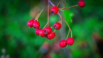 Makro Nahansicht von reif Weißdorn Beeren im Herbst foto