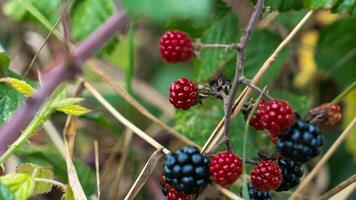 reif Brombeeren auf ein Brombeere Busch foto