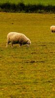 Herde von wollig Schaf auf ein Landschaft Bauernhof foto