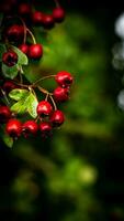 Makro Nahansicht von reif Weißdorn Beeren im Herbst foto