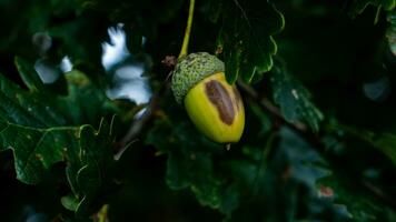 detailliert Makro Schuss von europäisch Eiche Blatt und Eichel foto