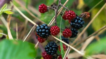 reif Brombeeren auf ein Brombeere Busch foto