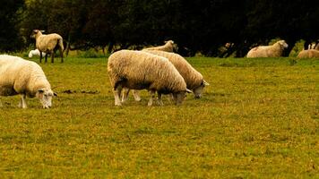 Herde von wollig Schaf auf ein Landschaft Bauernhof foto