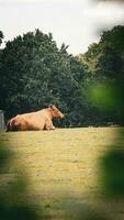 ländlich Wiese Weiden lassen braun das Vieh im Grün Weide foto