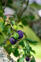 lila Blau Pflaumen auf Baum Ast foto