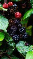 reif Brombeeren auf ein Brombeere Busch foto