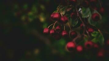 Makro Nahansicht von reif Weißdorn Beeren im Herbst foto