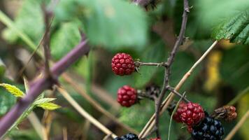 reif Brombeeren auf ein Brombeere Busch foto