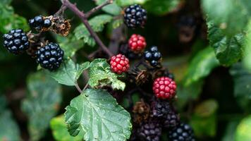 reif Brombeeren auf ein Brombeere Busch foto