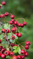 Makro Nahansicht von reif Weißdorn Beeren im Herbst foto