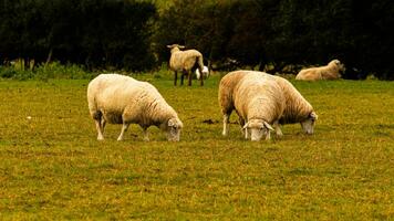 Herde von wollig Schaf auf ein Landschaft Bauernhof foto