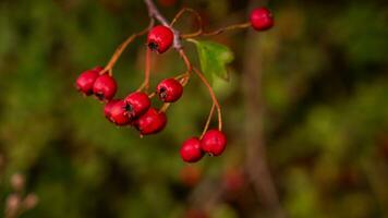 Makro Nahansicht von reif Weißdorn Beeren im Herbst foto