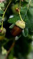 detailliert Makro Schuss von europäisch Eiche Blatt und Eichel foto