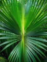 heiter Schönheit ein Urwald s Palme Blatt. ai generiert. foto