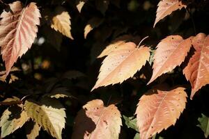 beschwingt Herbst Blätter ein schließen oben Erfassung von Natur s Schönheit. ai generiert. foto