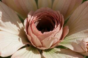 Blühen Schönheit ein fesselnd Blumen- Anzeige. ai generiert. foto