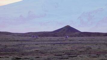 Elche Gehen um nordisch Felder mit Rosa Himmel und schneebedeckt Hügel auf isländisch skandinavisch szenisch Route. spektakulär Tiere auf Land im Island, Tierwelt Landschaft. Handheld Schuss. foto