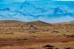 ziemlich Elche auf Grasland im Island, friedlich Oase mit gefroren Berge wie Einstellung. Polar- Tierwelt und isländisch Fauna wie Abbildungen von Nord Tiere im skandinavisch Umfeld. foto