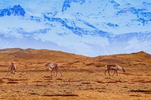 süß Gruppe von Elche wandernd kostenlos auf Felder, isländisch Landschaft mit schneebedeckt Berge und Hügel im Distanz. tolle nordisch Tierwelt im Island um natürlich Park Region, skandinavisch Fauna. foto