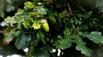 detailliert Makro Schuss von europäisch Eiche Blatt und Eichel foto