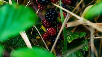 reif Brombeeren auf ein Brombeere Busch foto