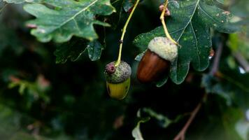 detailliert Makro Schuss von europäisch Eiche Blatt und Eichel foto