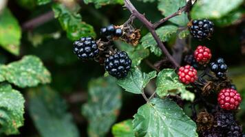 reif Brombeeren auf ein Brombeere Busch foto