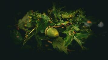 detailliert Makro Schuss von europäisch Eiche Blatt und Eichel foto