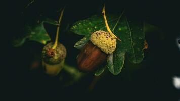 detailliert Makro Schuss von europäisch Eiche Blatt und Eichel foto