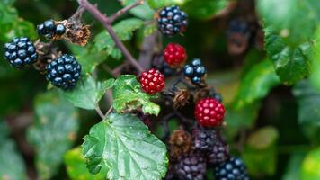 reif Brombeeren auf ein Brombeere Busch foto