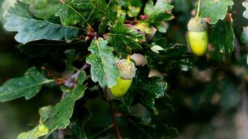 detailliert Makro Schuss von europäisch Eiche Blatt und Eichel foto