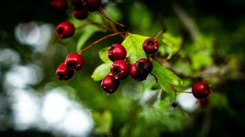 Makro Nahansicht von reif Weißdorn Beeren im Herbst foto