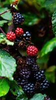 reif Brombeeren auf ein Brombeere Busch foto