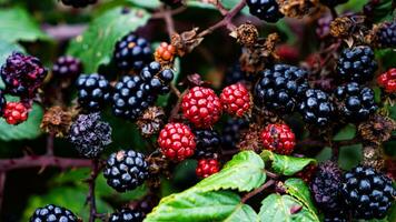 reif Brombeeren auf ein Brombeere Busch foto