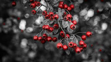 Makro Nahansicht von reif Weißdorn Beeren im Herbst foto