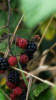 reif Brombeeren auf ein Brombeere Busch foto