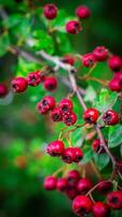 Makro Nahansicht von reif Weißdorn Beeren im Herbst foto