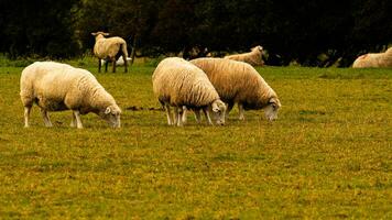 Herde von wollig Schaf auf ein Landschaft Bauernhof foto