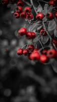 Makro Nahansicht von reif Weißdorn Beeren im Herbst foto